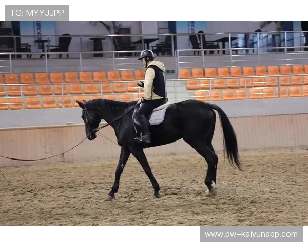 比利时马术协会举办马术运动员国际交流活动，促进文化互鉴。，比利时战马