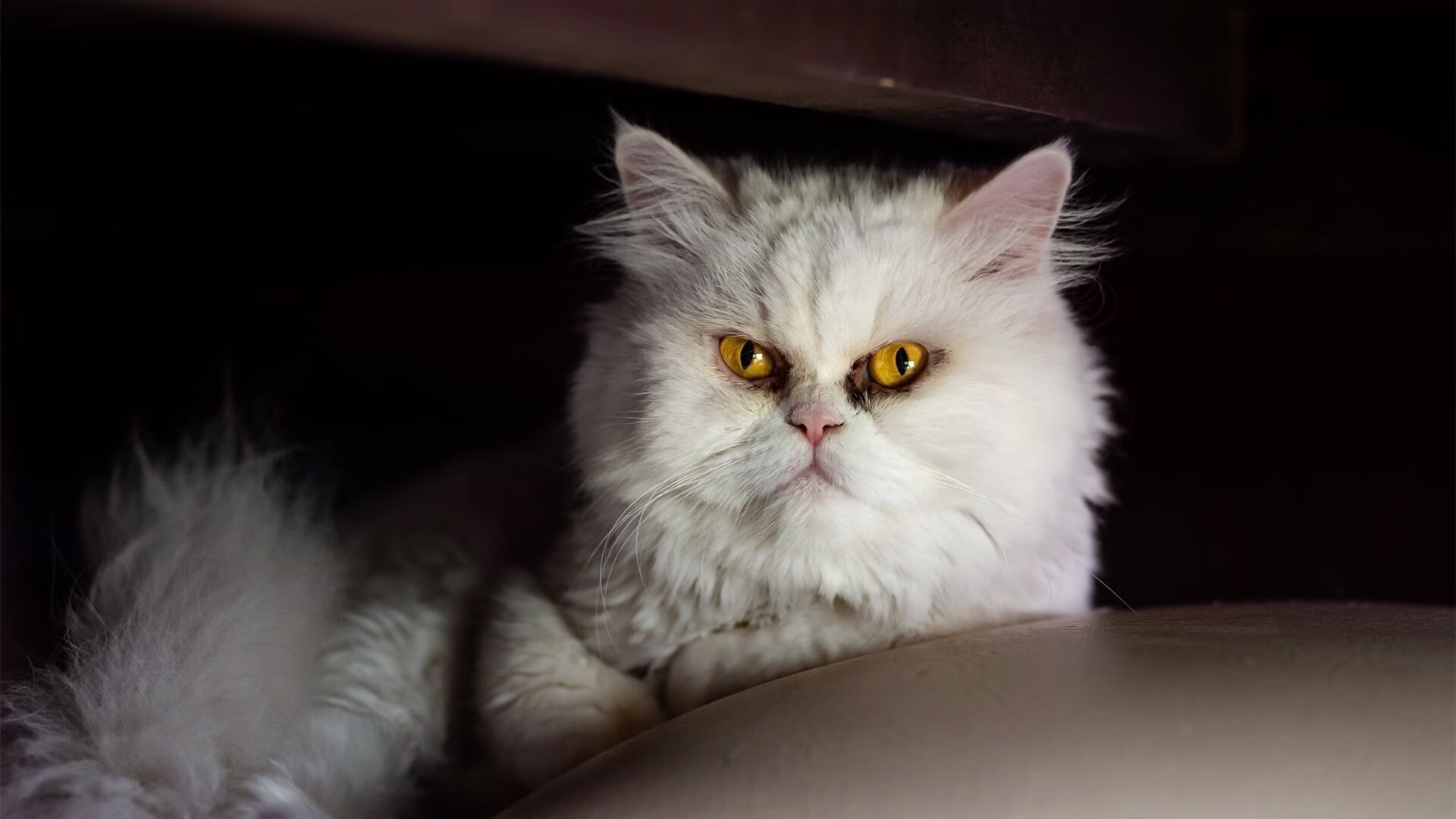 开云体育app入口-青少年体育人才选拔方案，青少年体育人才培养