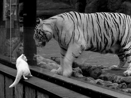 世界杯教练辞职背后原因,足球世界杯教练