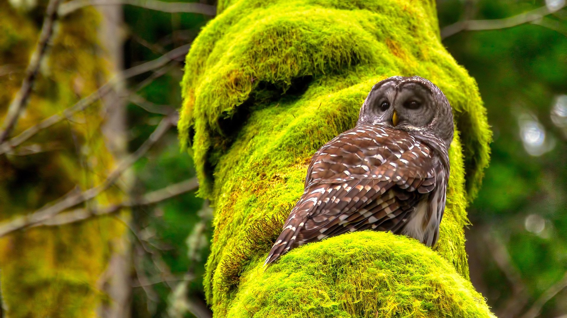 开云体育娱乐-中国足球国家队进攻战术演练取得积极成效，中国足球队训练视频