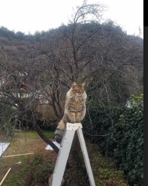 中国足球联赛积极支持女性参与足球推广,女子足球队员中国