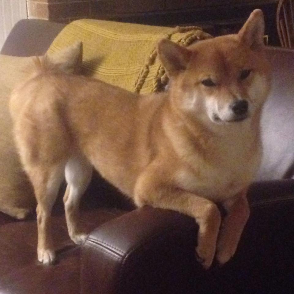 伊朗男篮在亚洲预赛中表现不俗，冲击奥运名额